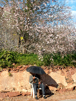 Man under almondtree